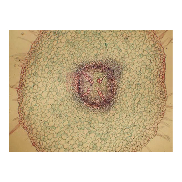 Basic Plant Anatomy Slide Set
